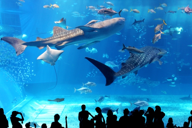 清らしい海という意味の沖縄弁。イルカショーが人気の『沖縄美ら海水族館』