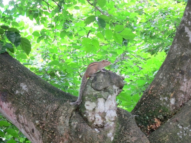 広い園内には、野生のリス発見