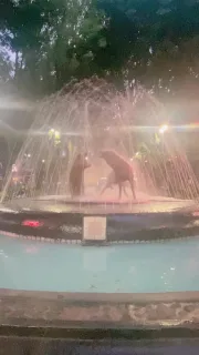 メキシコシティにあるコヨアカンはのんびりとした街。
「メキシコ」の印象はニュースで耳にするそれとは違います。人懐っこい気楽な人々とたっぷりアートとデザイン、これでもかというくらいのタコス、歴史ある建物たちが愉しめます。
ちょっと遠いから，せっかく行くならごゆっくりどうぞ。
#cdmx 
#loveandtravelpink 
#メキシコ