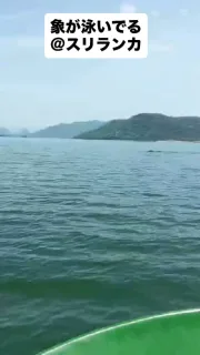 スリランカで「泳ぐ象」に出会える最も有名な場所 東部のガル・オヤ国立公園(Gal Oya National Park)。頑張ってる象を見ているとこっちも頑張んなきゃって思います。初めて泳いで見せた象,偉い!
#loveandtravelpink
#スリランカ